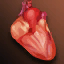 Сердце